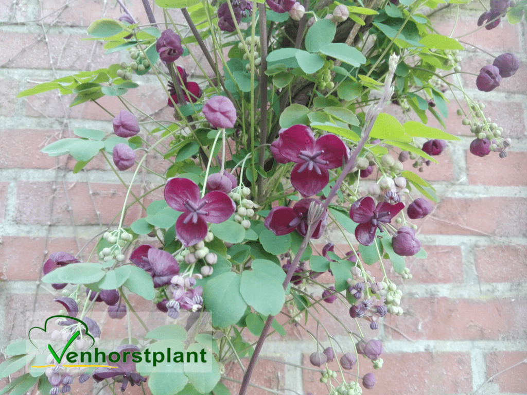 Akebia Quinata | Schijnaugurk 105cm kopen