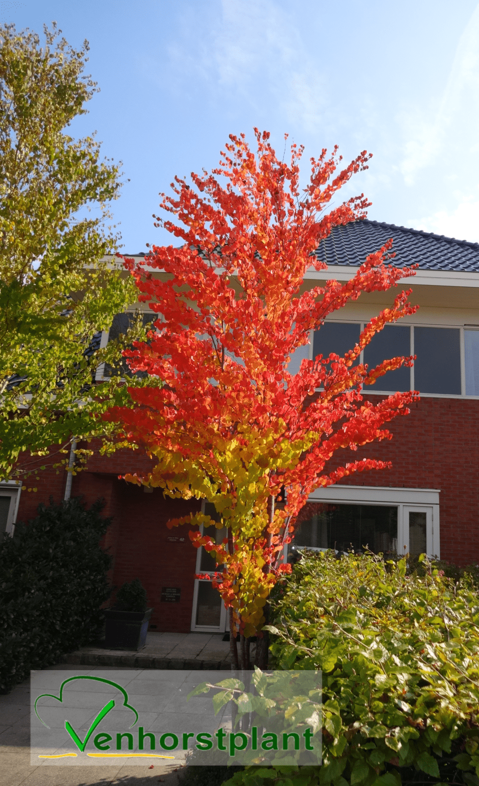 Cercidiphyllum japonicum KatsuraBaum Venhorstplant