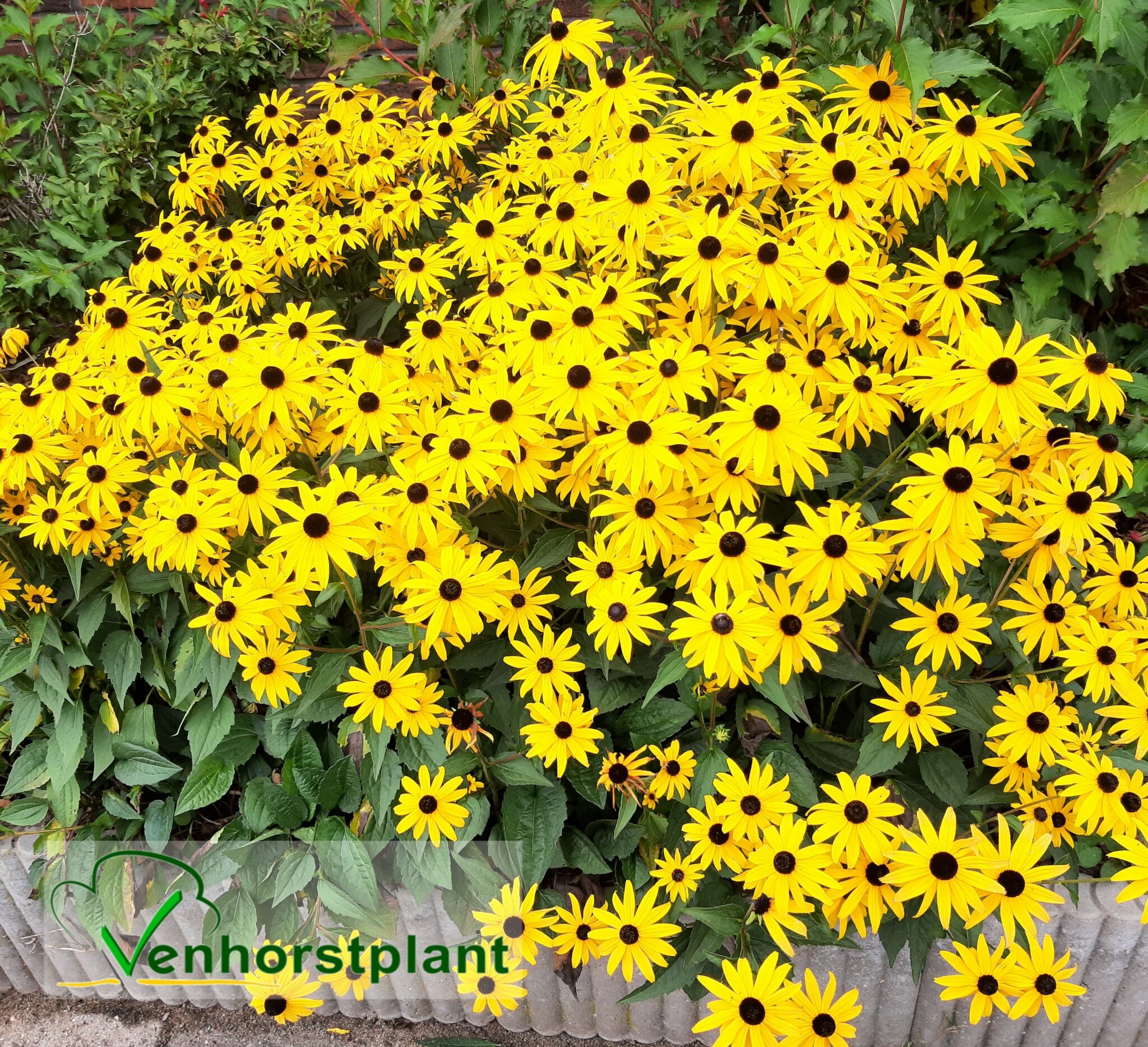 rudbeckia-fulgida-goldsturm-gele-zonnehoed-venhorstplant