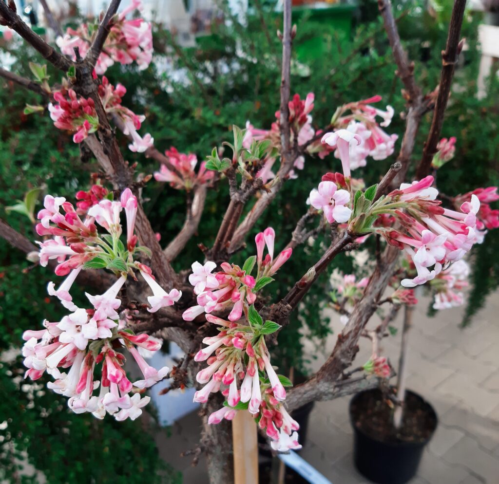 Viburnum Bodnantense 'Dawn' - Arbuste Caduc Parfumé Résistant - Pot De 3 Litres - Pour Jardin Ou Balcon